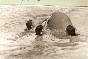 natation
