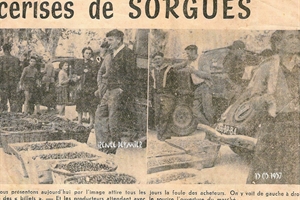 15 05 1957 marché aux cerises a sorgues