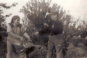 1945 ceuillettes des cerises